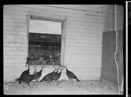 Wild Turkeys, Hespeler