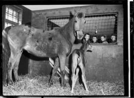 Ritzer Colt
