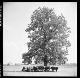 Farm Feature