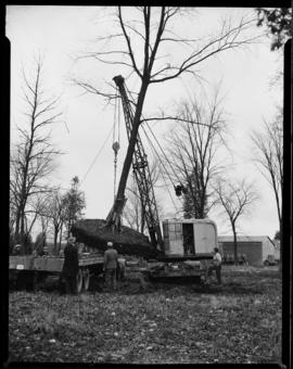 Tree Planting, Dominion Life