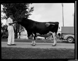 Waterloo, Black and White Show