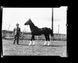 Chris Brothers with horses