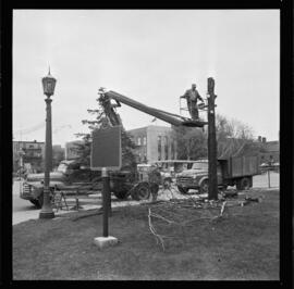 City Hall, Tree Removal