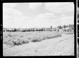 Potato Field Day, Hespeler