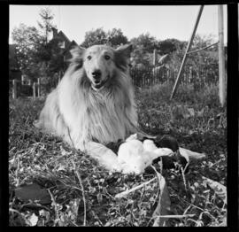 Rabbits and Dog, Jerry Hauck, 186 Breithaupt Street