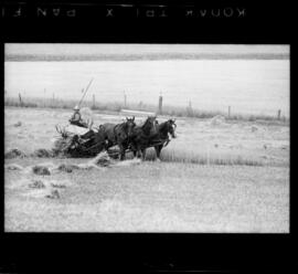 Mennonite Scuffling