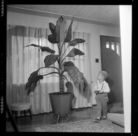 Monus, Mrs. Andrew & Tropical Plant