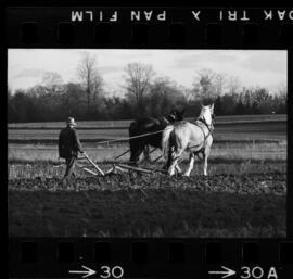 Mennonites Plowing