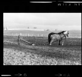 Mennonites Plowing