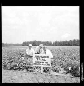 Potato Field Day, OAC Potato Farm, Hespeler