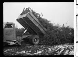 Christmas Trees