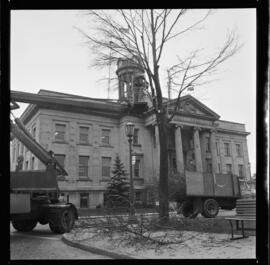 City Hall, Tree Removal