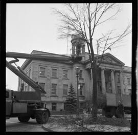 City Hall, Tree Removal