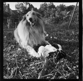 Rabbits and Dog, Jerry Hauck, 186 Breithaupt Street