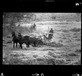 Mennonites