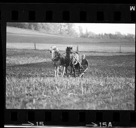 Mennonites Plowing