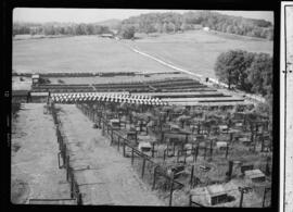 Mink Farm