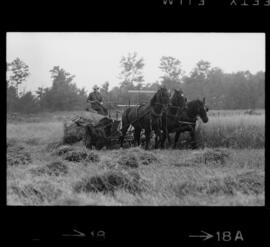 Mennonites