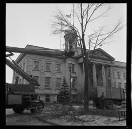 City Hall, Tree Removal