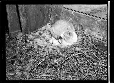 Original Digital object not accessible