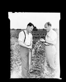 County Potato Farm