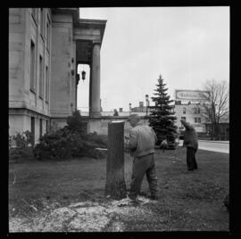 City Hall, Tree Removal