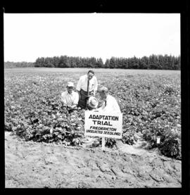 Potato Field Day, OAC Potato Farm, Hespeler