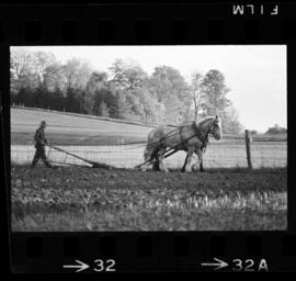 Mennonites Plowing