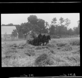 Mennonites