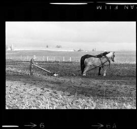 Mennonites Plowing