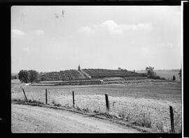 Mink Farm