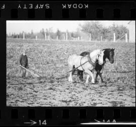 Mennonites Plowing