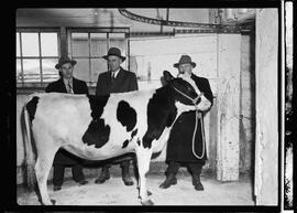 Holstein Breeders