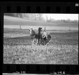 Mennonites Plowing
