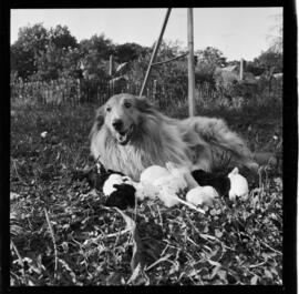 Rabbits and Dog, Jerry Hauck, 186 Breithaupt Street