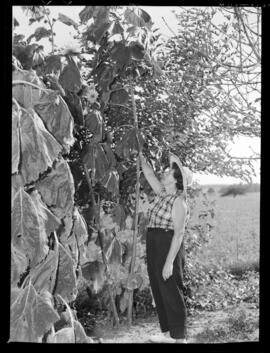 Sunflower, Giant, Breslau