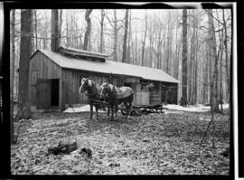 Martin, Amon (Maple Syrup)