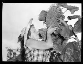 Sunflower, Giant, Breslau