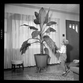 Monus, Mrs. Andrew & Tropical Plant