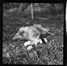 Rabbits and Dog, Jerry Hauck, 186 Breithaupt Street