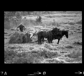 Mennonites