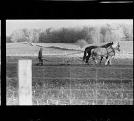 Mennonites Plowing