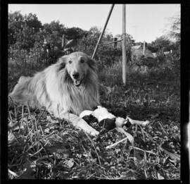 Rabbits and Dog, Jerry Hauck, 186 Breithaupt Street