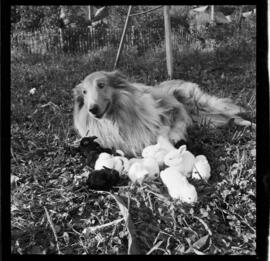 Rabbits and Dog, Jerry Hauck, 186 Breithaupt Street