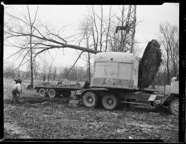 Tree Planting, Dominion Life