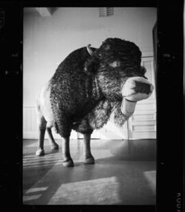 Buffalo, Waterloo Library