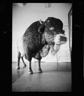 Buffalo, Waterloo Library