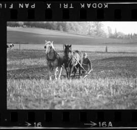 Mennonites Plowing