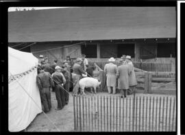 Yorkshire Sale, Galt