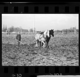 Mennonites Plowing